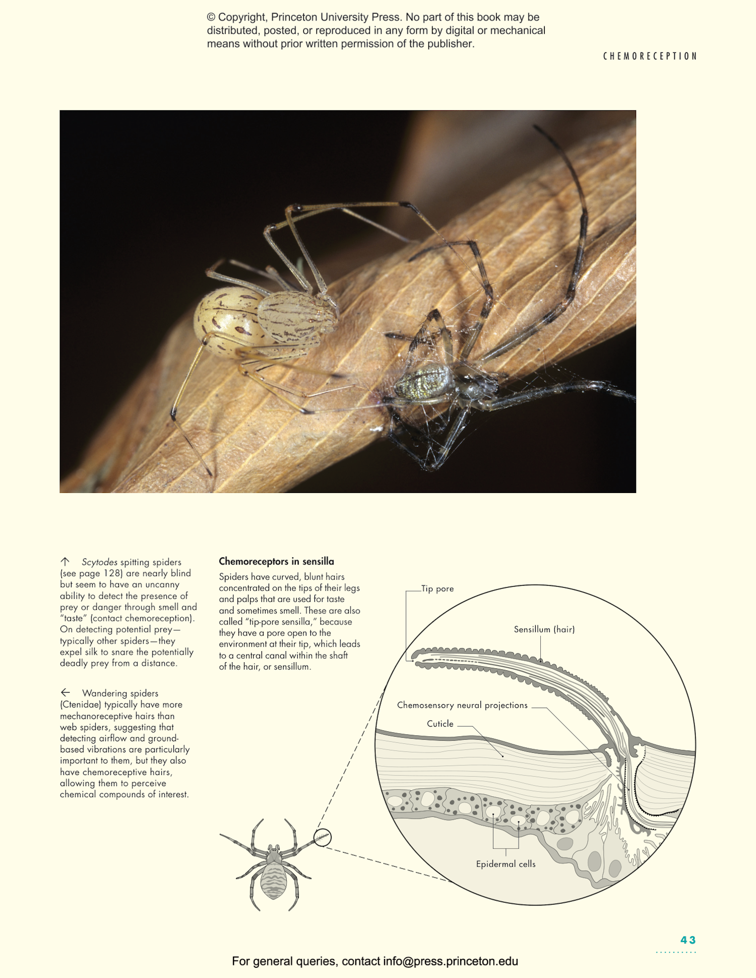The Lives of Spiders: A Natural History of the World's Spiders