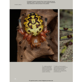 The Lives of Spiders: A Natural History of the World's Spiders