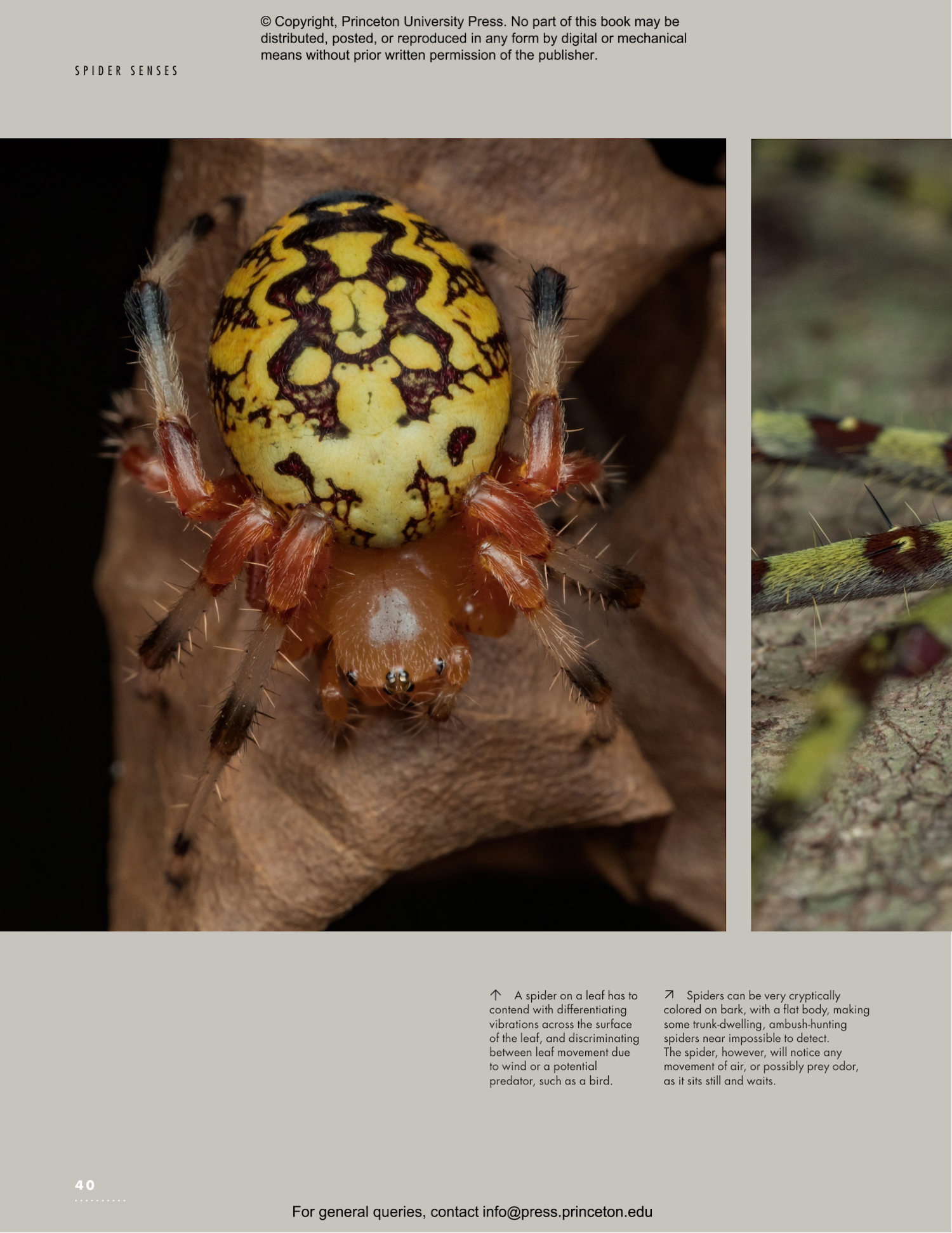 The Lives of Spiders: A Natural History of the World's Spiders