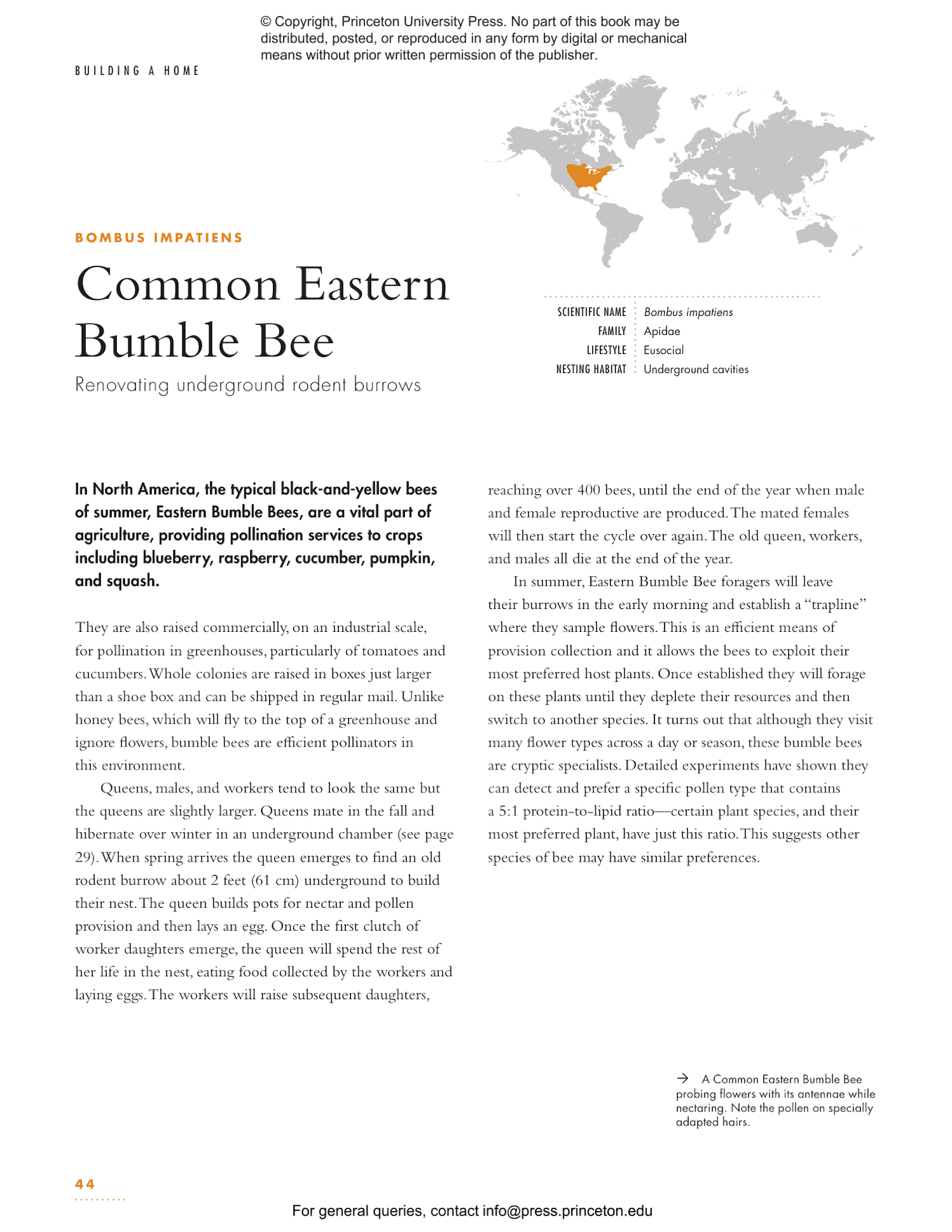 The Lives of Bees: A Natural History of Our Planet's Bee Life