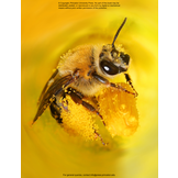 The Lives of Bees: A Natural History of Our Planet's Bee Life