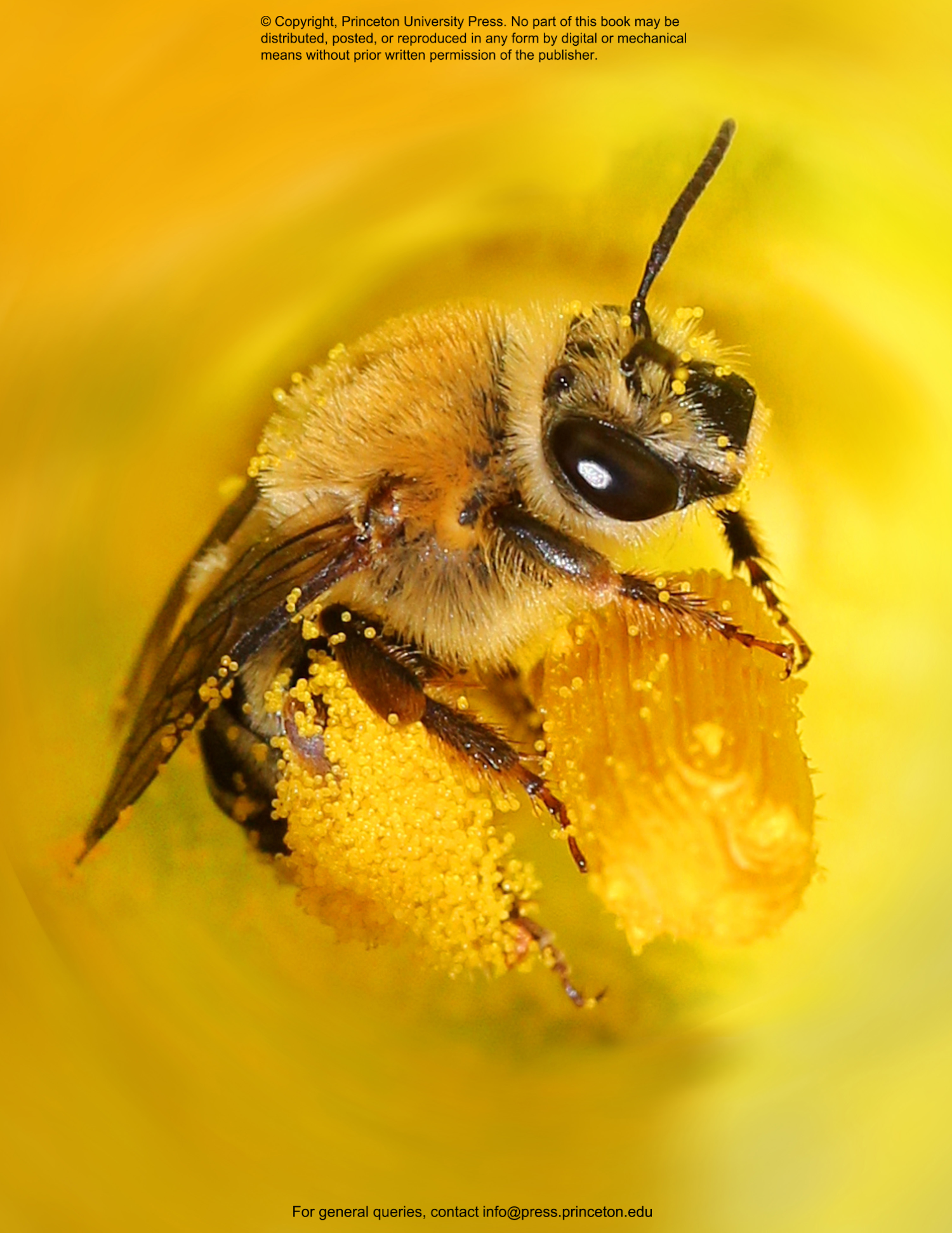 The Lives of Bees: A Natural History of Our Planet's Bee Life