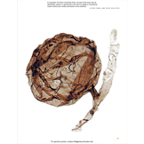 The Lives of Lichens: A Natural History