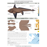 Field Guide to Sharks, Rays and Chimaeras of the East Coast of North America
