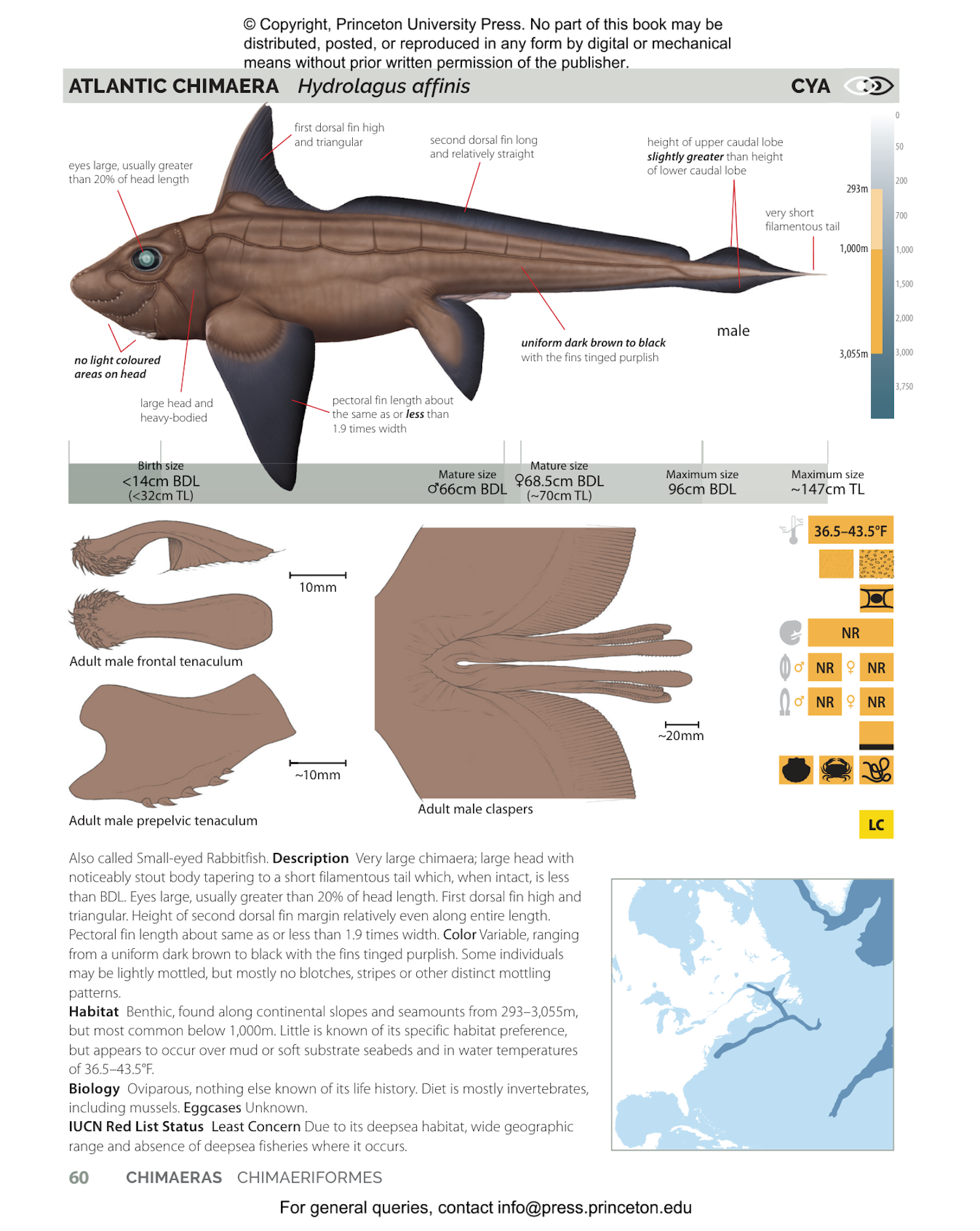 Field Guide to Sharks, Rays and Chimaeras of the East Coast of North America