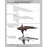 Field Guide to Sharks, Rays and Chimaeras of the East Coast of North America
