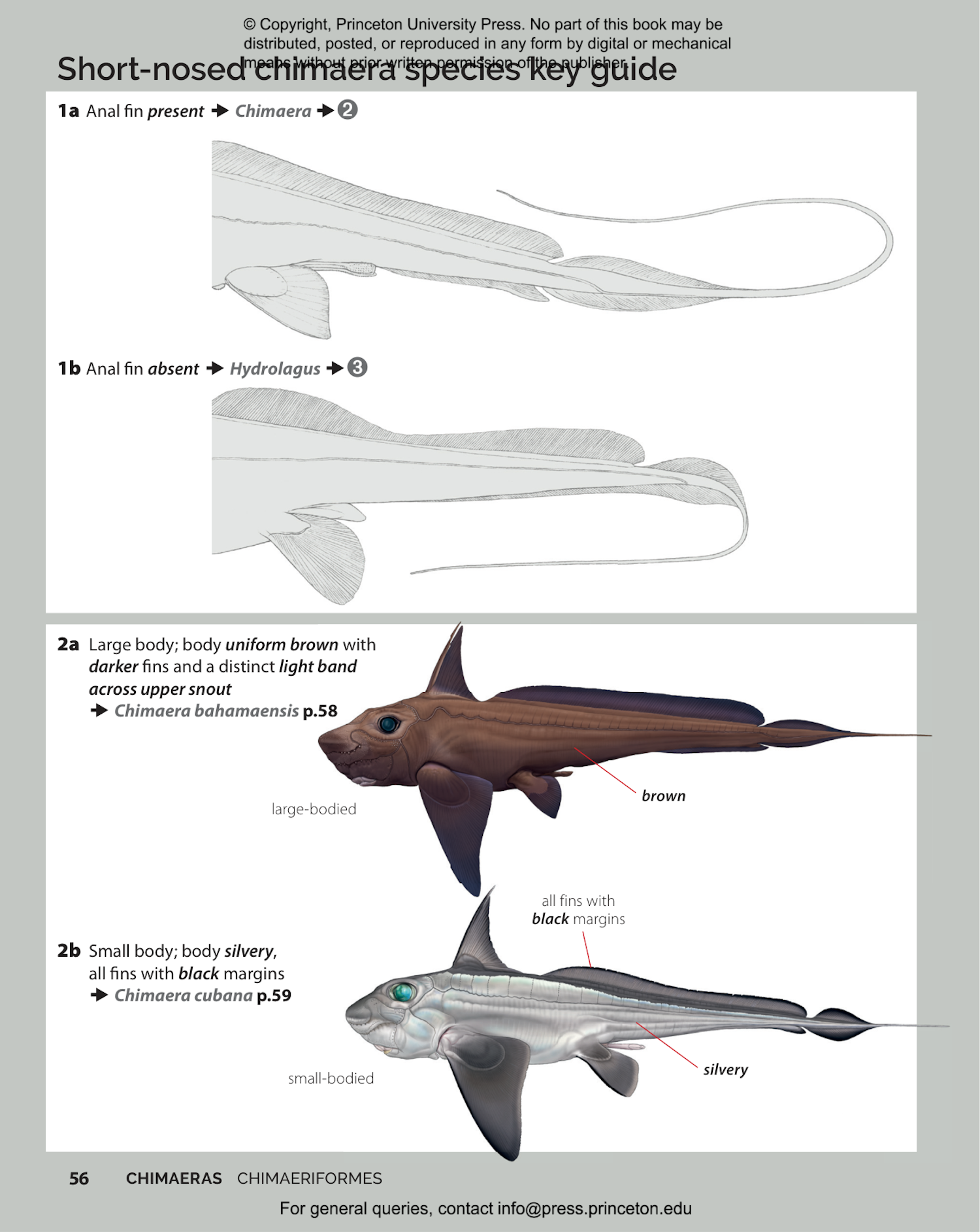 Field Guide to Sharks, Rays and Chimaeras of the East Coast of North America