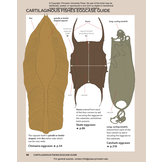 Field Guide to Sharks, Rays and Chimaeras of the East Coast of North America