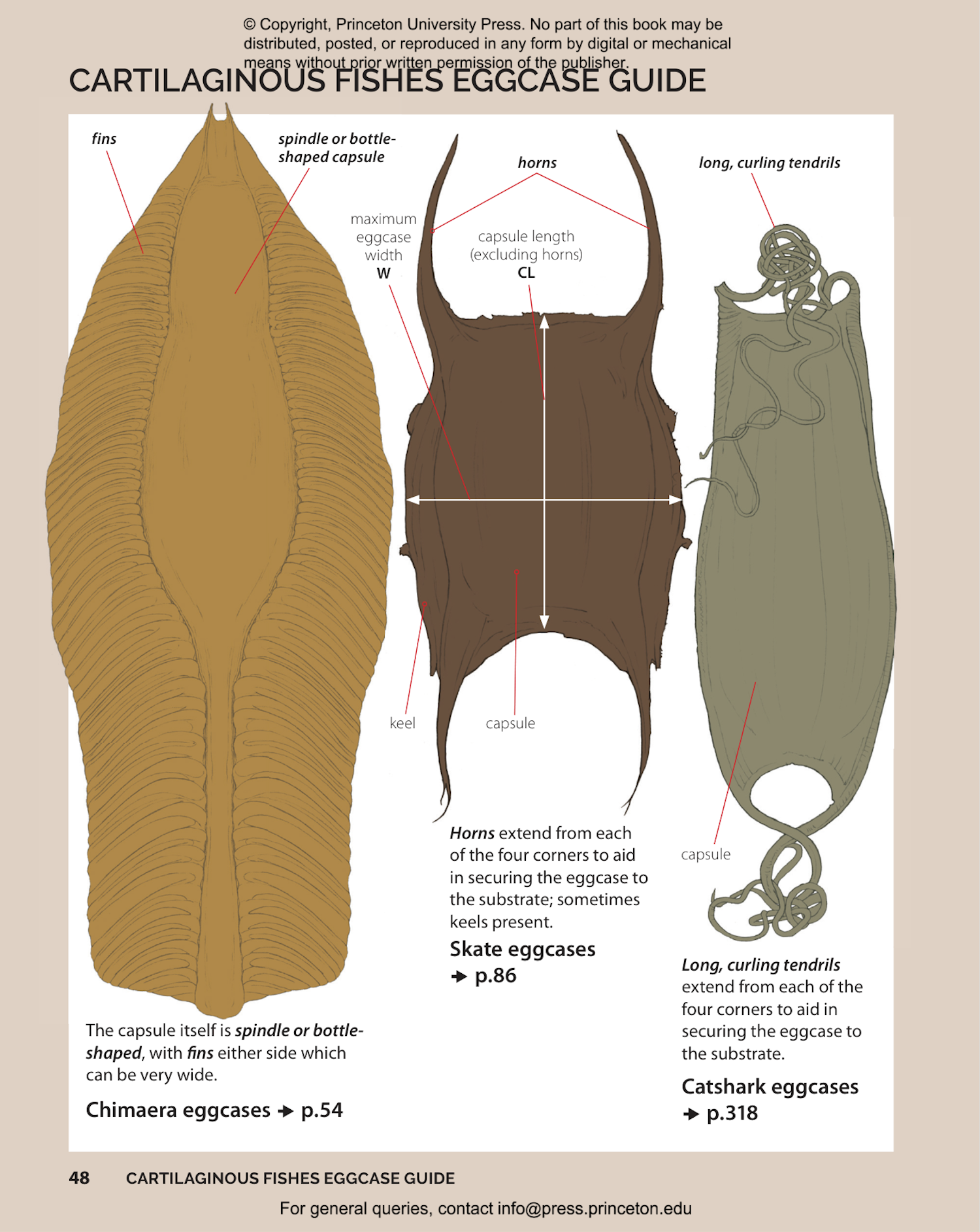 Field Guide to Sharks, Rays and Chimaeras of the East Coast of North America