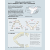 Field Guide to Sharks, Rays and Chimaeras of the East Coast of North America