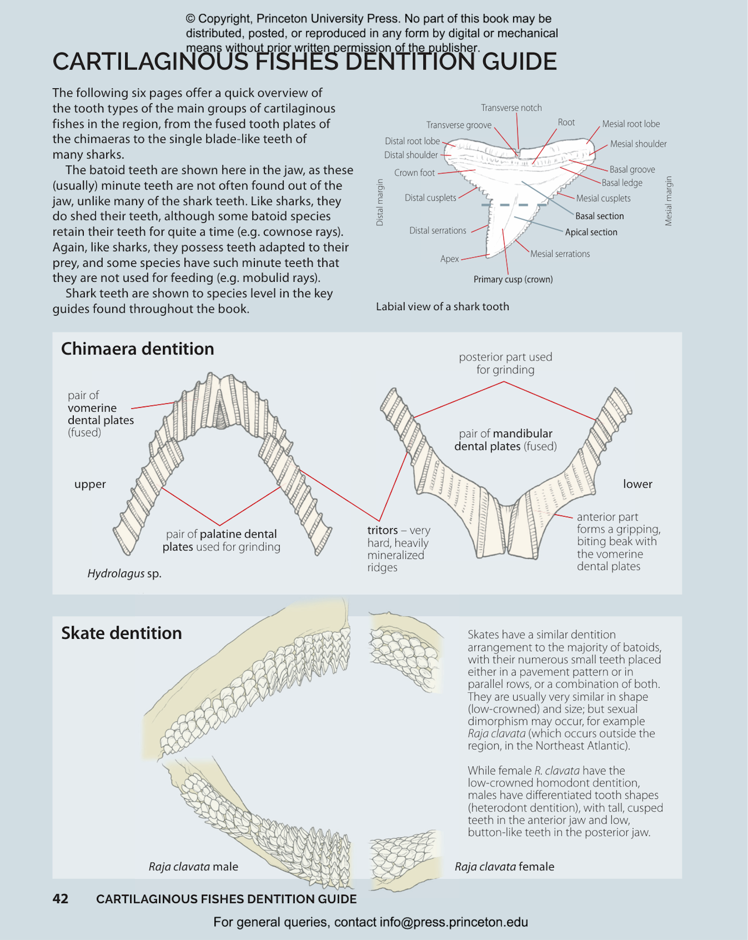 Field Guide to Sharks, Rays and Chimaeras of the East Coast of North America