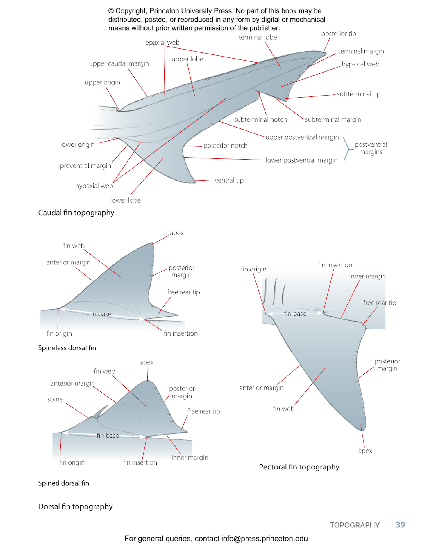 Field Guide to Sharks, Rays and Chimaeras of the East Coast of North America