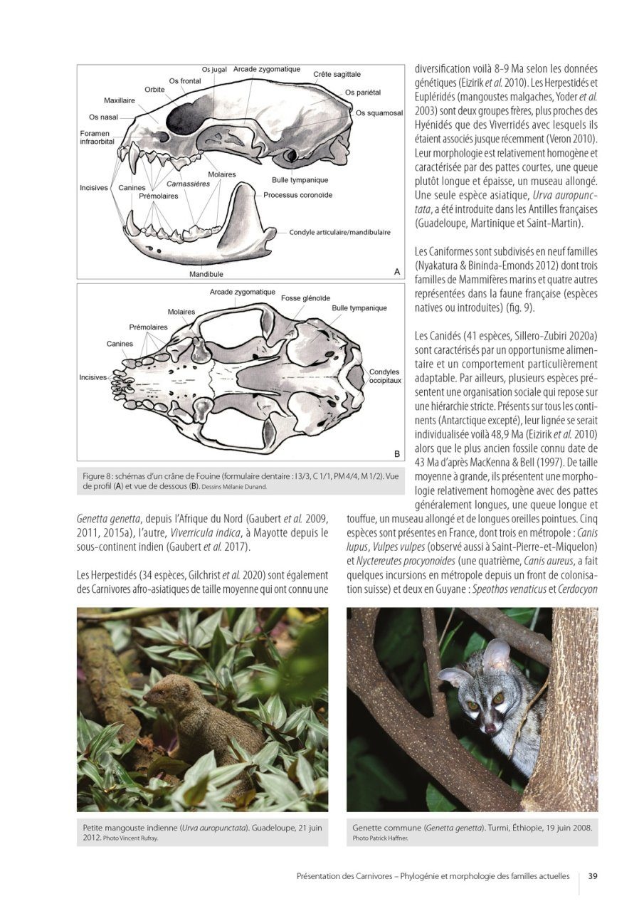 Atlas des Mammifères Sauvages de France Volume 3 - Carnivores et Primates