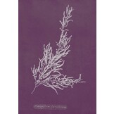 Elusive Partners - Contemporary Anthropological Perspectives on Marine Species