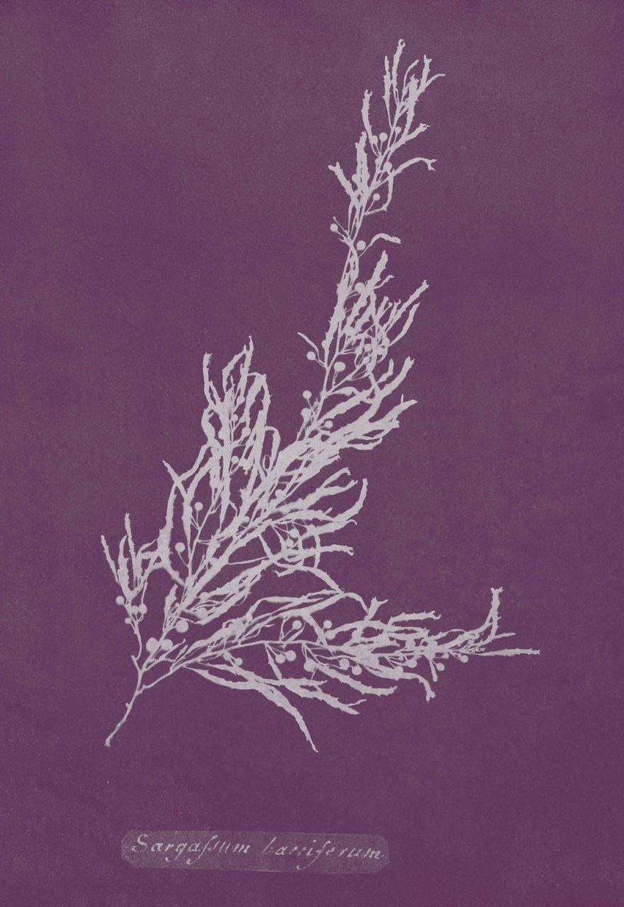 Elusive Partners - Contemporary Anthropological Perspectives on Marine Species