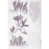 Elusive Partners - Contemporary Anthropological Perspectives on Marine Species