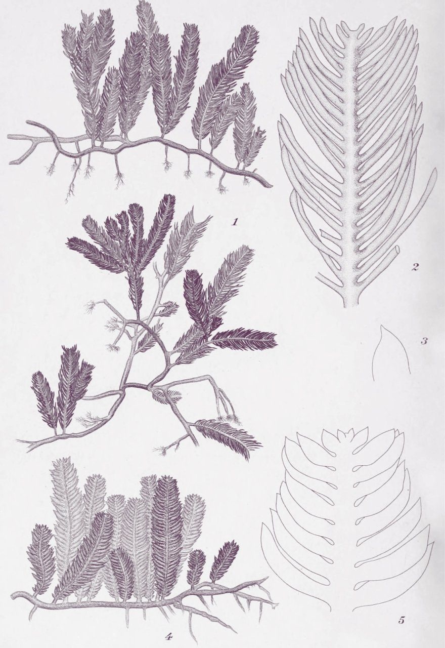 Elusive Partners - Contemporary Anthropological Perspectives on Marine Species