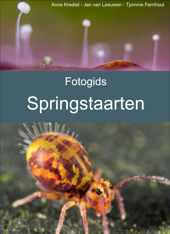 Fotogids Springstaarten