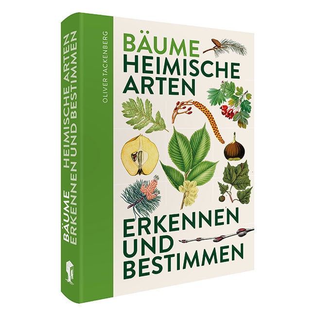 Bäume – Heimische Baumarten erkennen und bestimmen