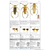 Die Wasserwanzen Deutschlands - Bestimmungsschlüssel für Alle Nepo- und Gerromorpha