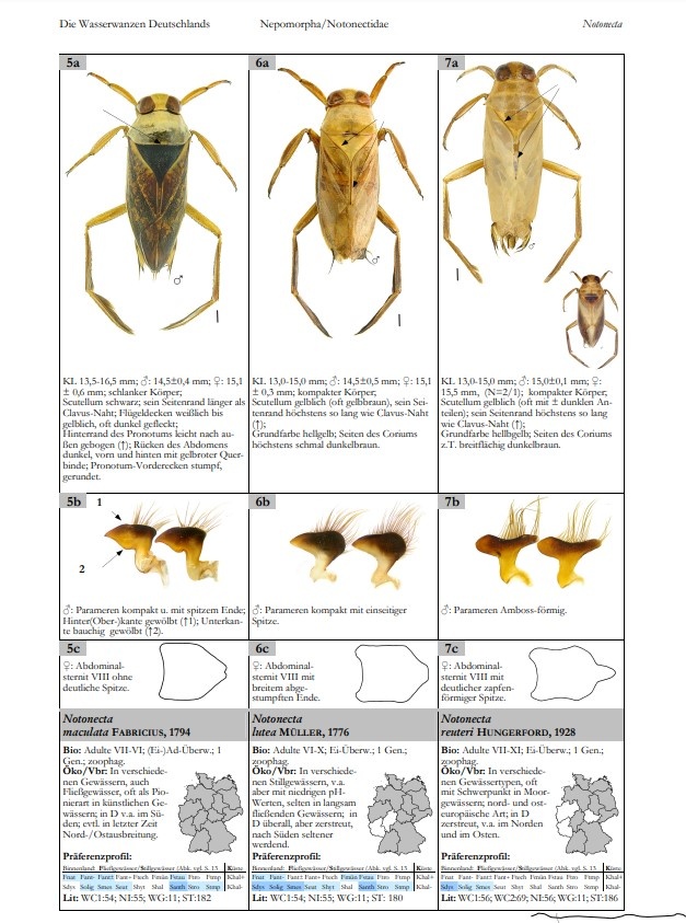 Die Wasserwanzen Deutschlands - Bestimmungsschlüssel für Alle Nepo- und Gerromorpha