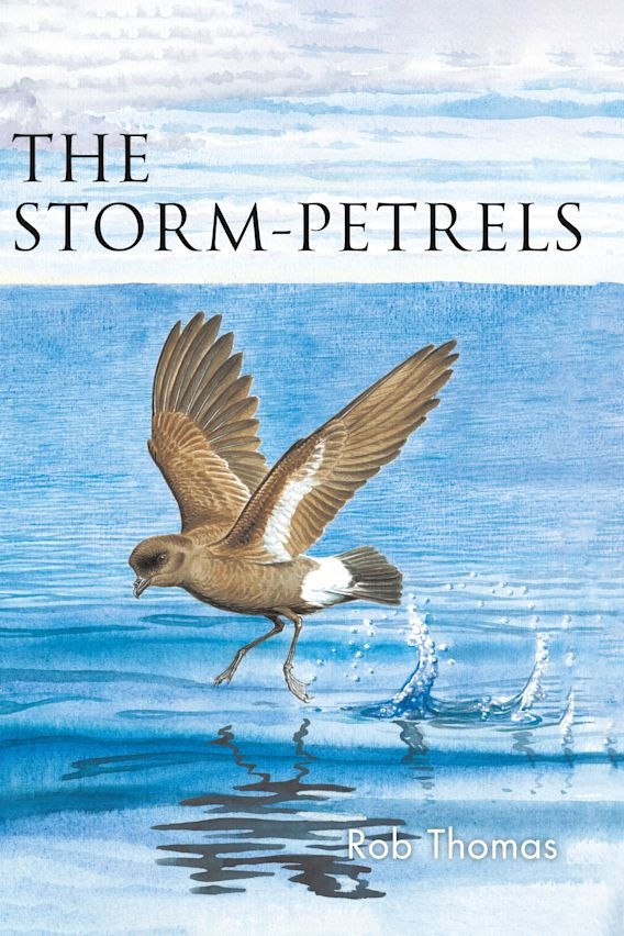 The Storm-Petrels