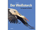 Der Weißstorch