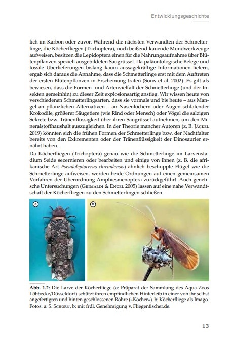 Totenkopfschwärmer -  Gestalt, Mythos, Zucht und Pflege der sagenumwobenen Gattung Acherontia