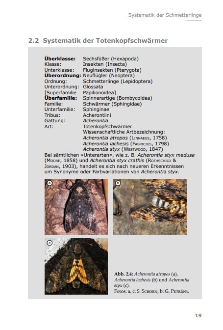 Totenkopfschwärmer -  Gestalt, Mythos, Zucht und Pflege der sagenumwobenen Gattung Acherontia