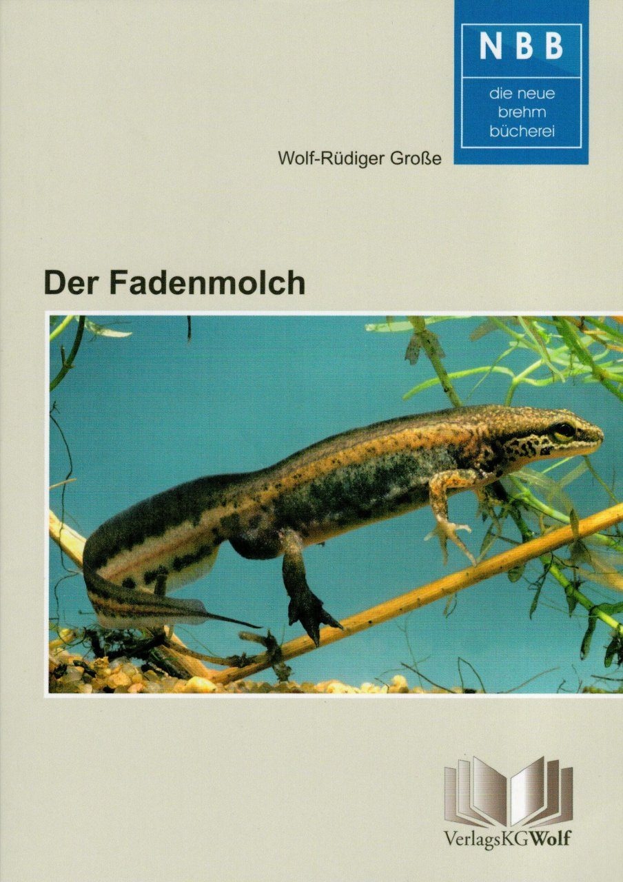 Der Fadenmolch