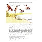 Ökologie der Wasservögel