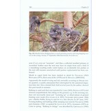 The Eurasian Hobby