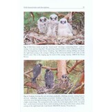 The Eurasian Hobby