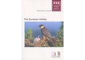 The Eurasian Hobby