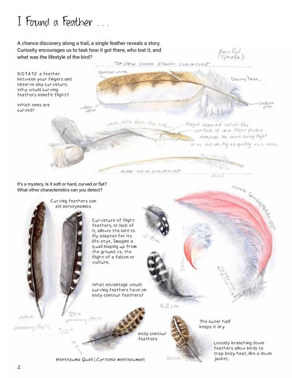 Drawing Nature - The Creative Process of an Artist, Illustrator, and Naturalist