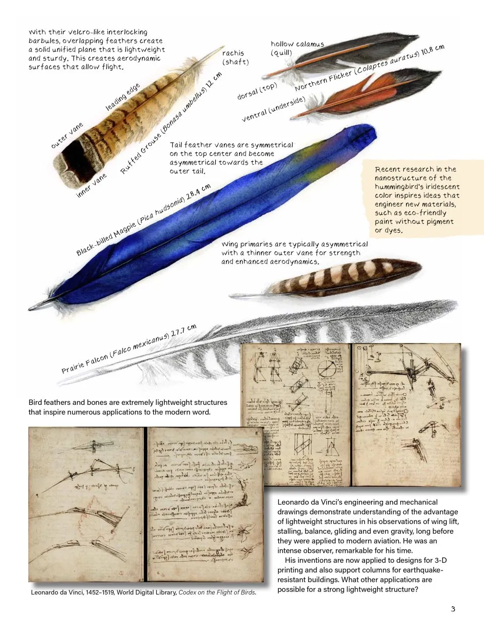 Drawing Nature - The Creative Process of an Artist, Illustrator, and Naturalist