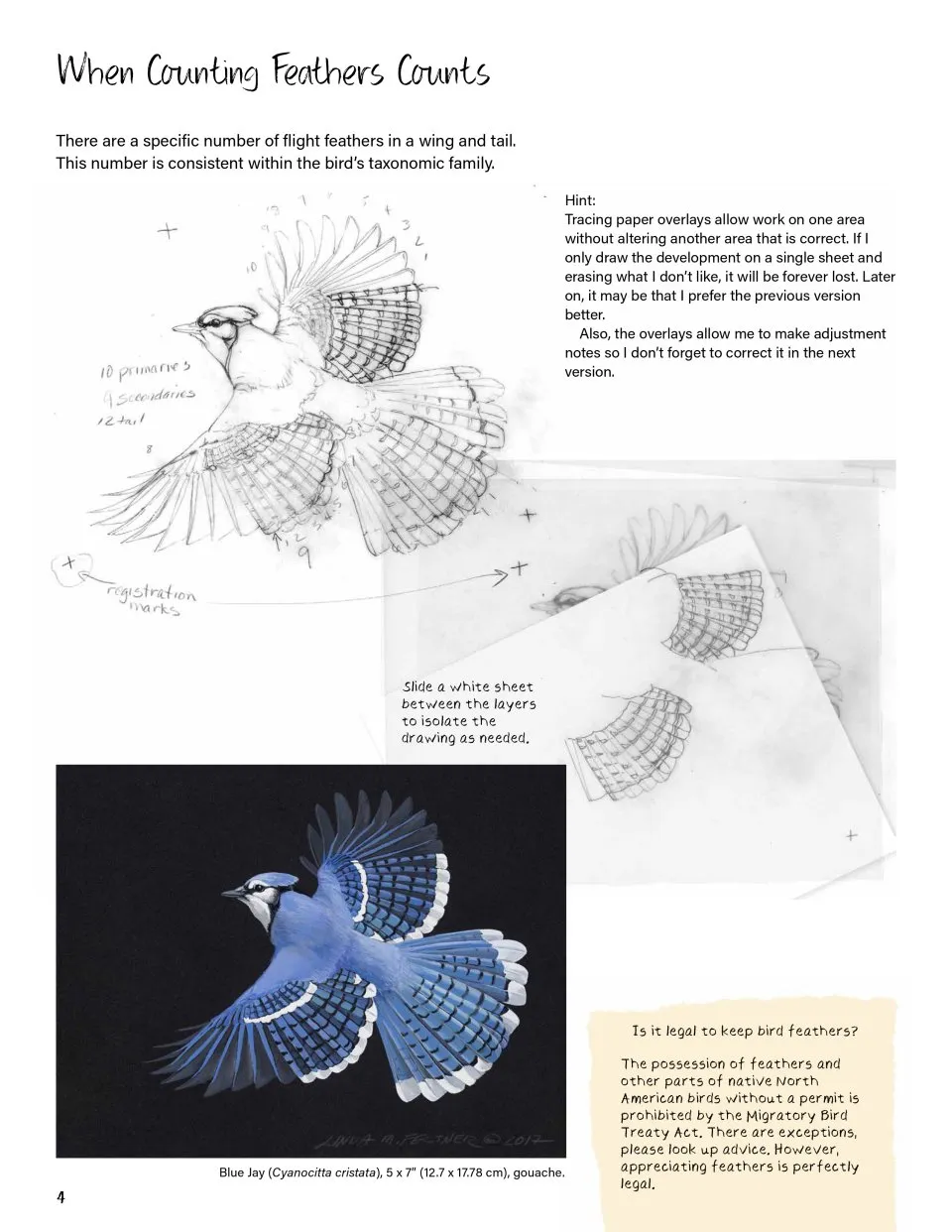 Drawing Nature - The Creative Process of an Artist, Illustrator, and Naturalist