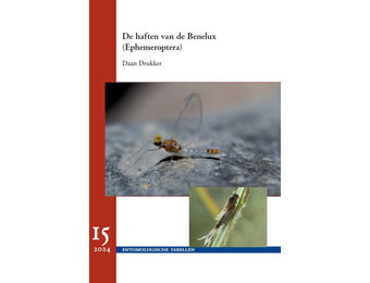 De haften van de Benelux (Ephemeroptera)