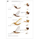 De haften van de Benelux (Ephemeroptera)