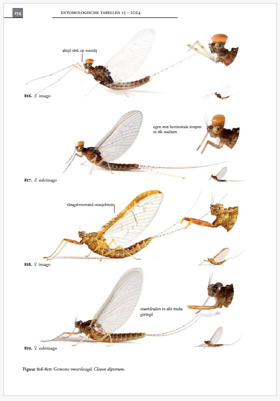 De haften van de Benelux (Ephemeroptera)