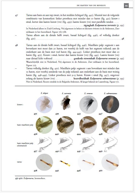 De haften van de Benelux (Ephemeroptera)