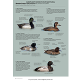 ID Handbook of European Birds (2-Volume Set)