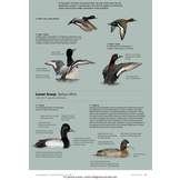 ID Handbook of European Birds (2-Volume Set)