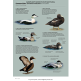 ID Handbook of European Birds (2-Volume Set)