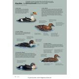 ID Handbook of European Birds (2-Volume Set)