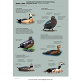 ID Handbook of European Birds (2-Volume Set)