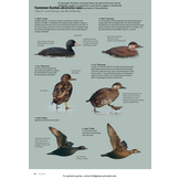 ID Handbook of European Birds (2-Volume Set)