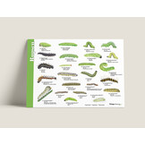 Herkenningskaart Rupsen