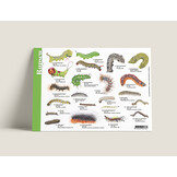 Herkenningskaart Rupsen