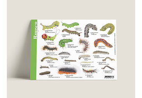 Identification Card Caterpillars